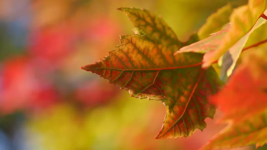 Feuilles d’érables aux couleurs d’automne qui appellent à la sérénité